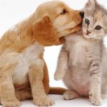 Farmacie veterinara online cu produse antiparazitare pentru caini si pisici