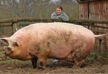 Productia mondiala de carne de porc va creste cu 2% in 2018!