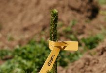 Bergenbier continuă răcorirea și plantează încă 50.000 de brazi