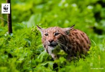 11 Iunie: Ziua Internațională a Râsului, cea mai mare felină sălbatică a Europei