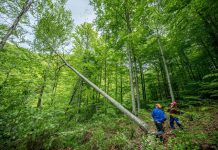 Controlul lemnului la ieșirea din pădure și amprenta digitală a camionului, soluții pentru siguranța pădurarilor și protejarea pădurilor