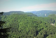 Romsilva adoptă măsuri suplimentare pentru prevenirea și stingerea incendiilor în fondul forestier