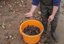 În cursa pentru salvarea speciei, sute de pui de nisetru au luat startul în această dimineață, pe Dunăre, la Isaccea